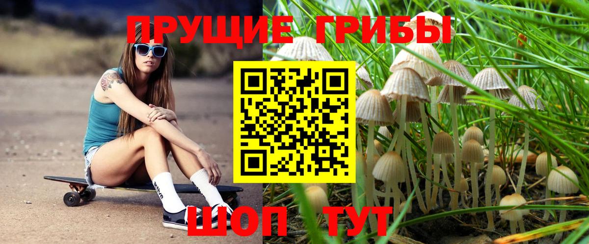 Псилоцибиновые грибы Psilocybe  Вход с VPN  Партизанск 